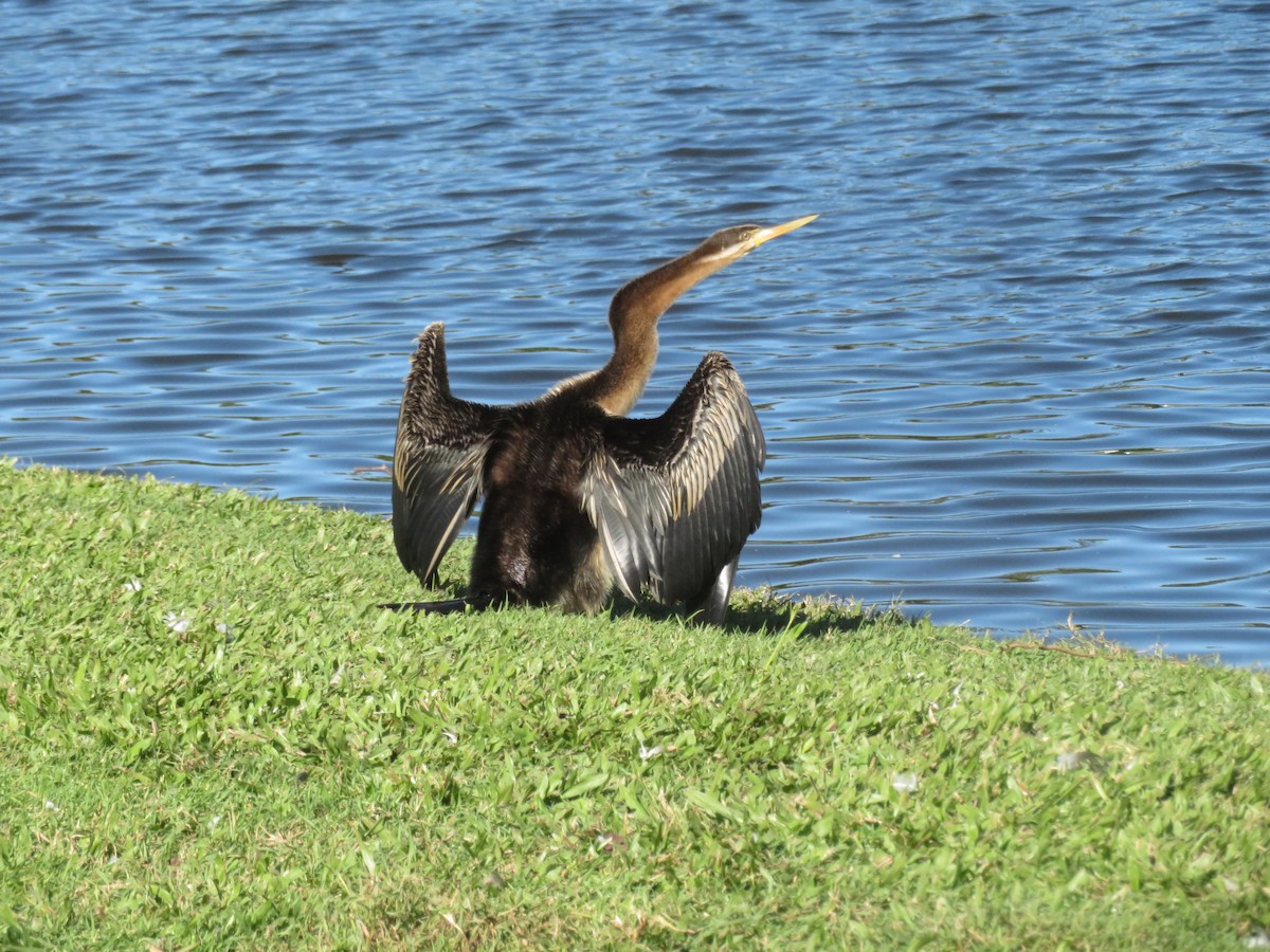 Australasian Darter - ML340438031