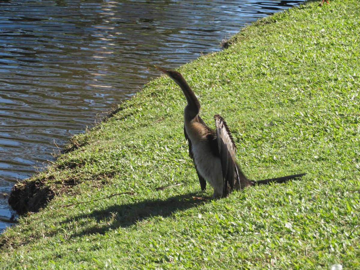 Australasian Darter - Pam Dyer