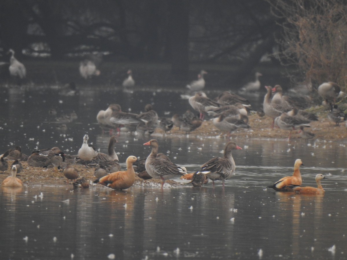 Ruddy Shelduck - ML340438191