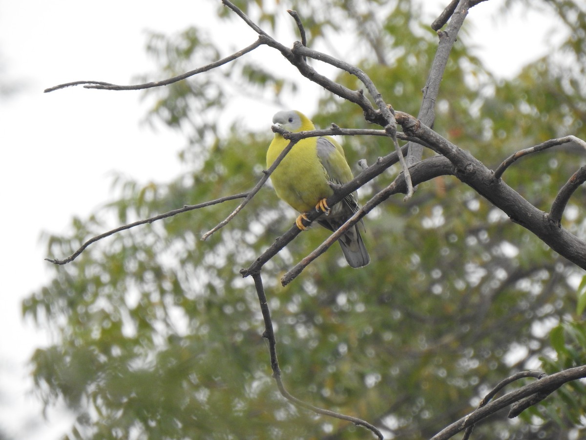 Yellow-footed Green-Pigeon - ML340438391