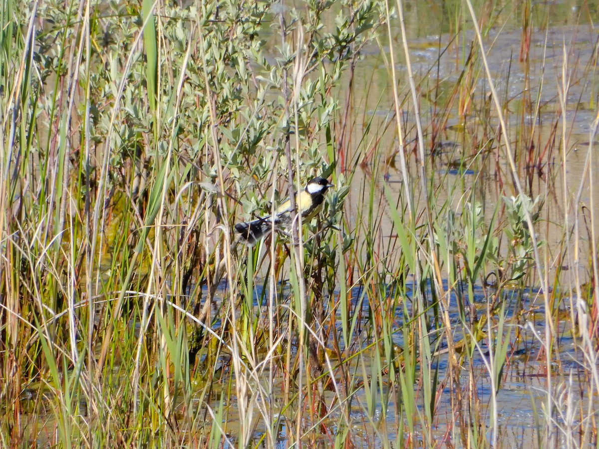 Great Tit - ML340440661