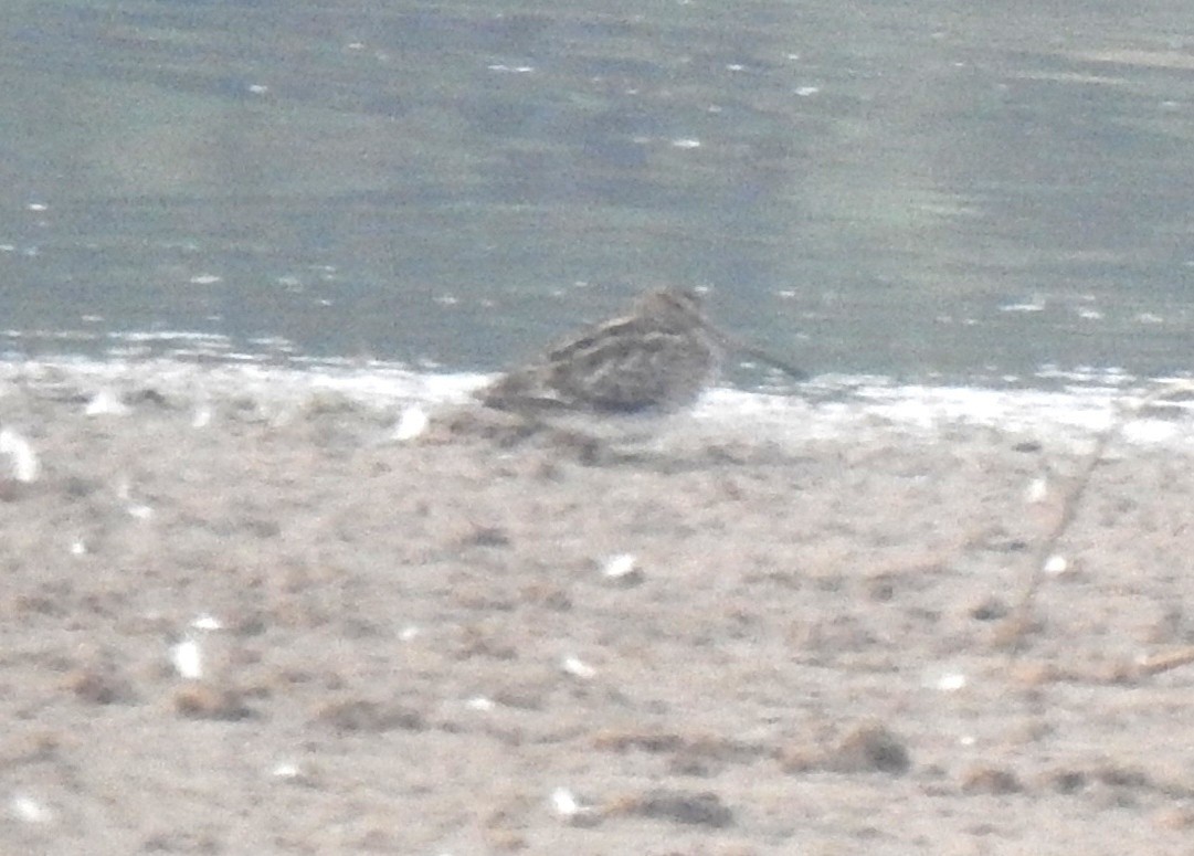 Common Snipe - ML340440681