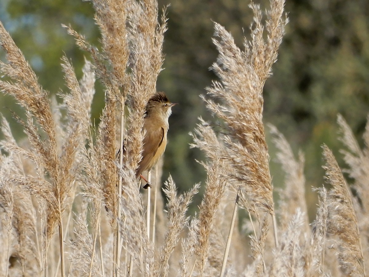 Great Reed Warbler - ML340440701