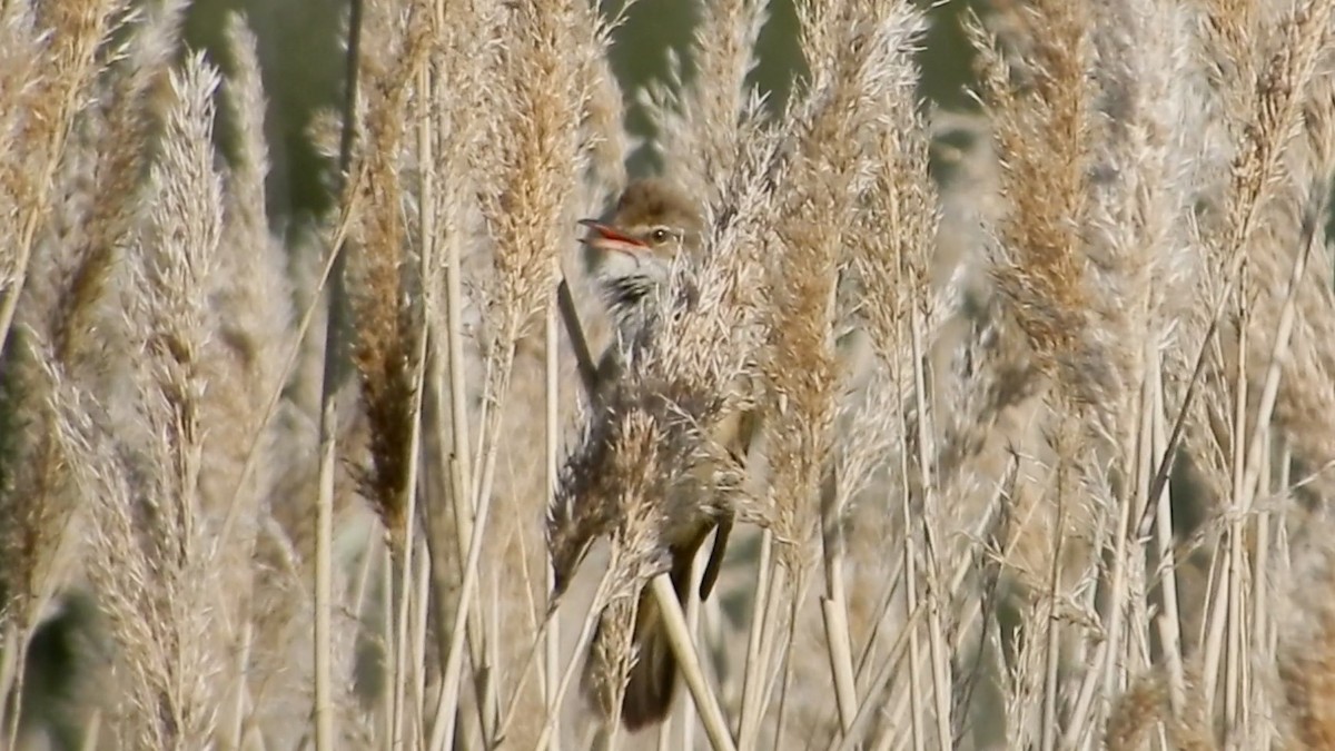 Great Reed Warbler - ML340440721