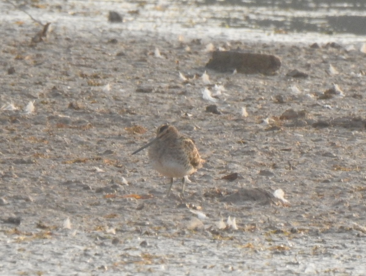 Common Snipe - ML340440771