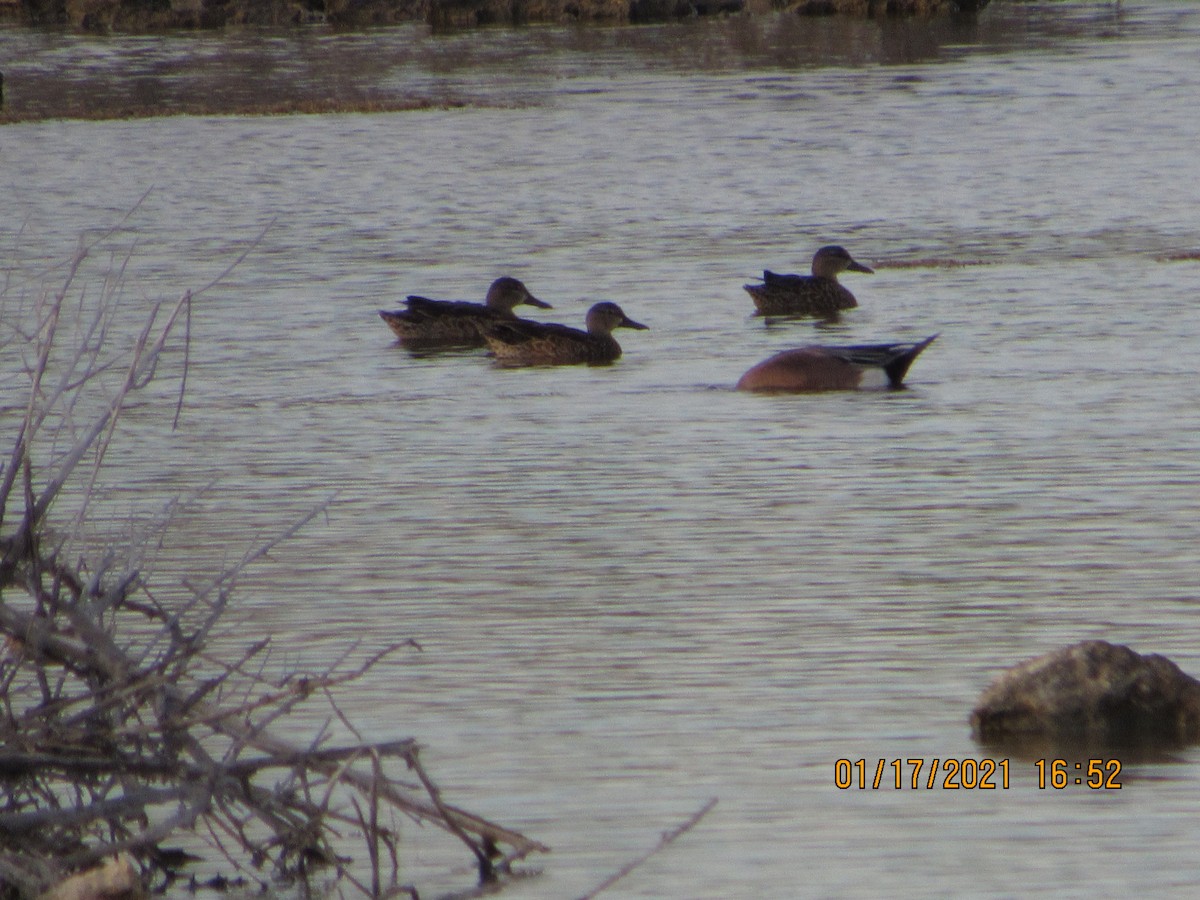 Blue-winged Teal - ML340441051