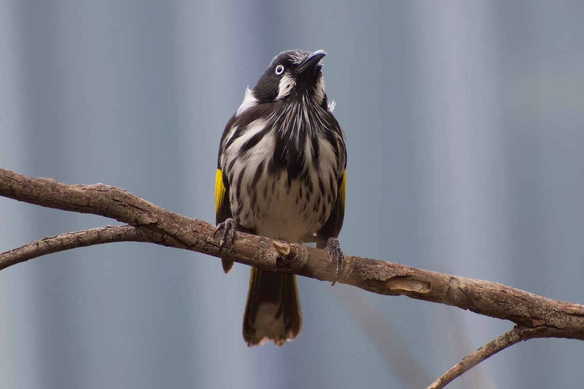 New Holland Honeyeater - ML340441261