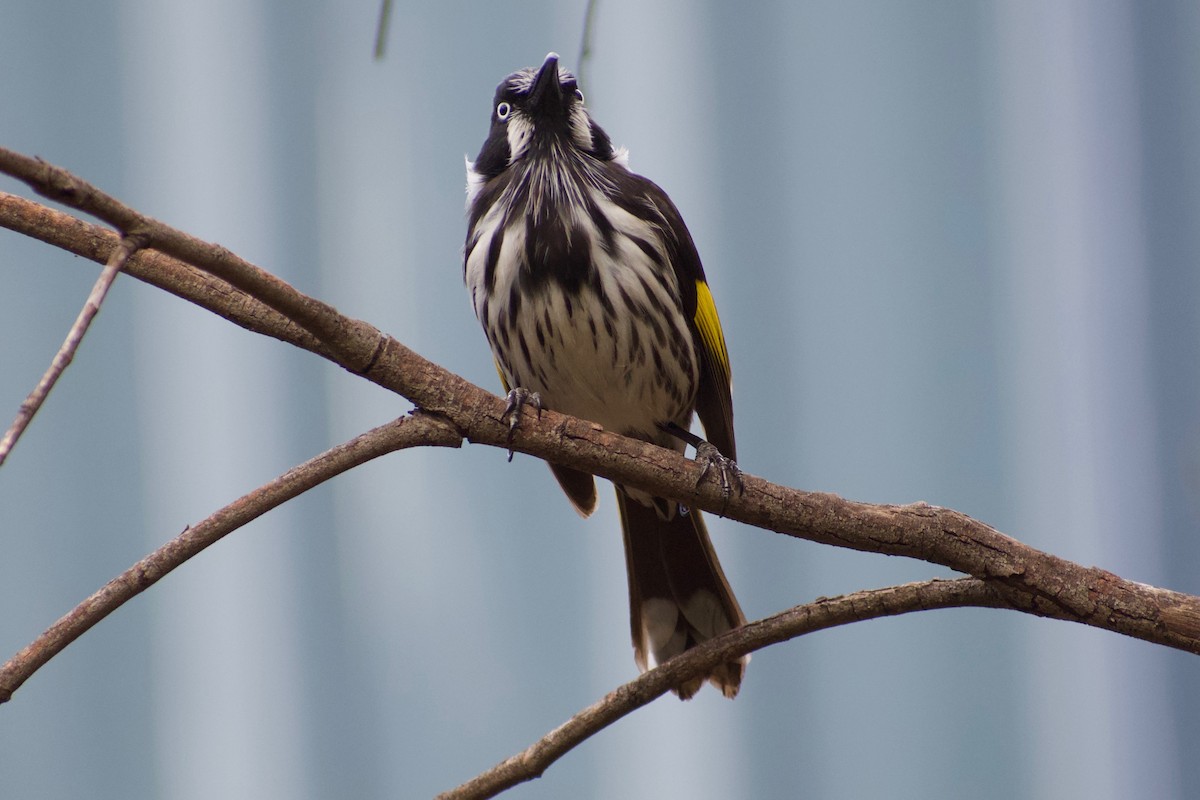 New Holland Honeyeater - ML340441271