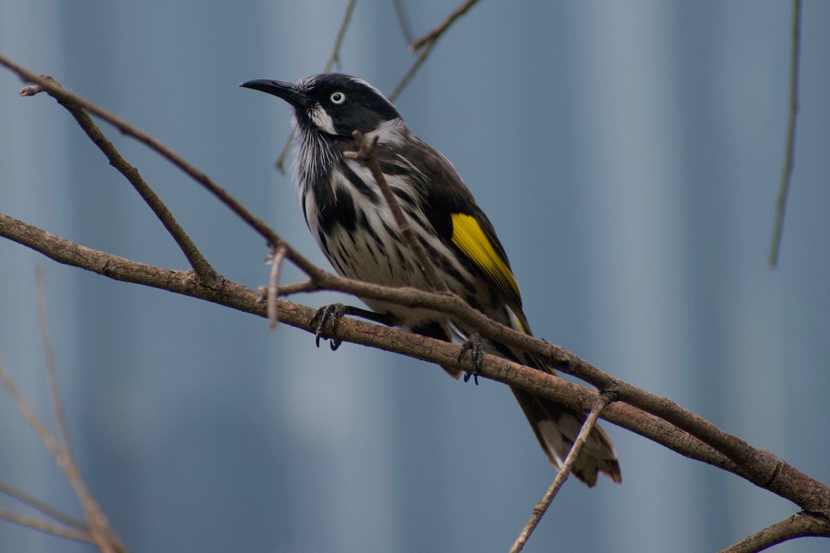 New Holland Honeyeater - ML340441281