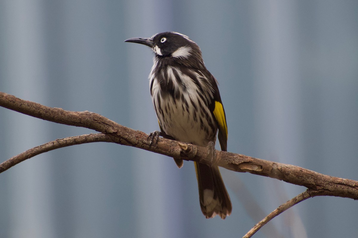 New Holland Honeyeater - ML340441291