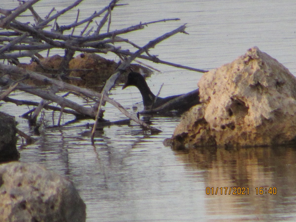 Common Gallinule - Vivian F. Moultrie