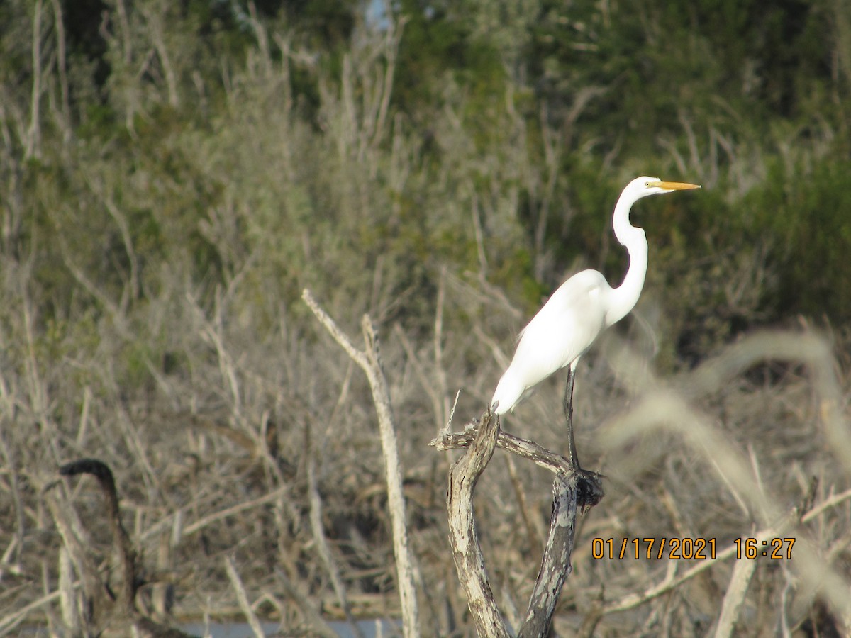 Great Egret - Vivian F. Moultrie