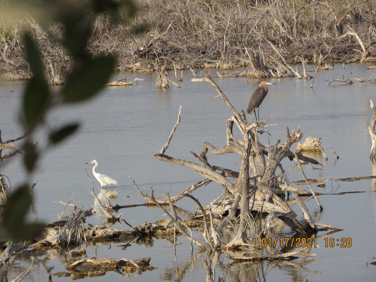 Reddish Egret - ML340441681