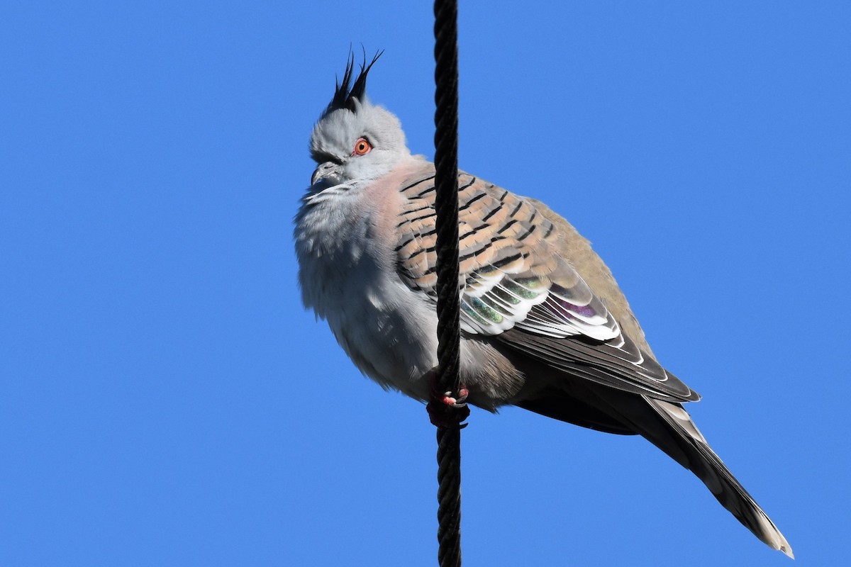Crested Pigeon - ML340442261