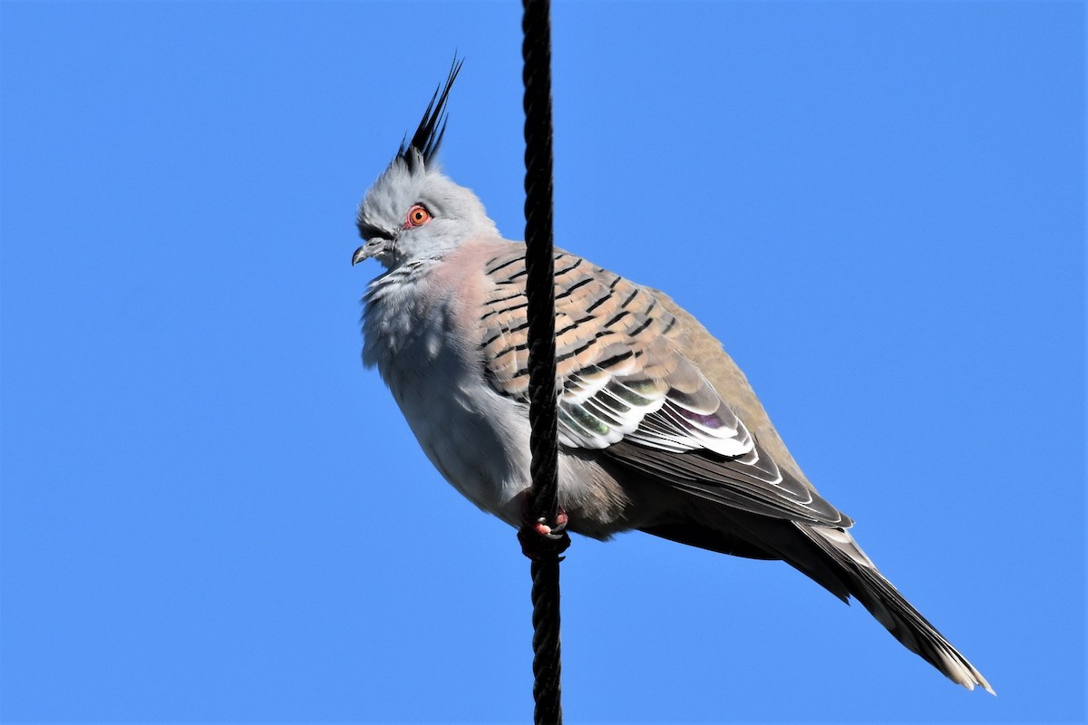 Crested Pigeon - ML340442271