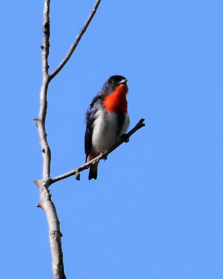 Mistletoebird - ML340442481