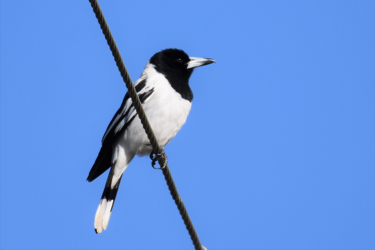 Pied Butcherbird - ML340442711