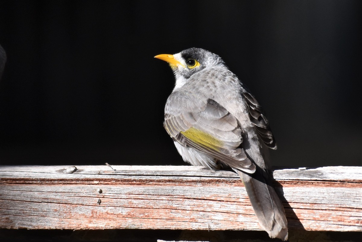 Noisy Miner - ML340443261