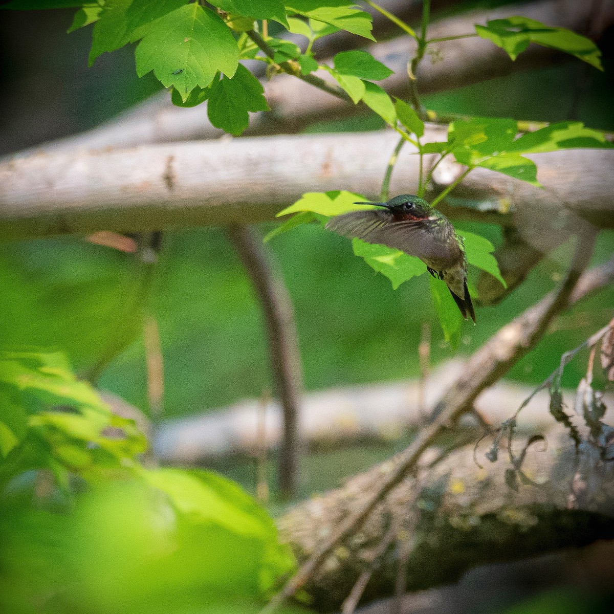 Ruby-throated Hummingbird - Christine Pelletier et (Claude St-Pierre , photos)
