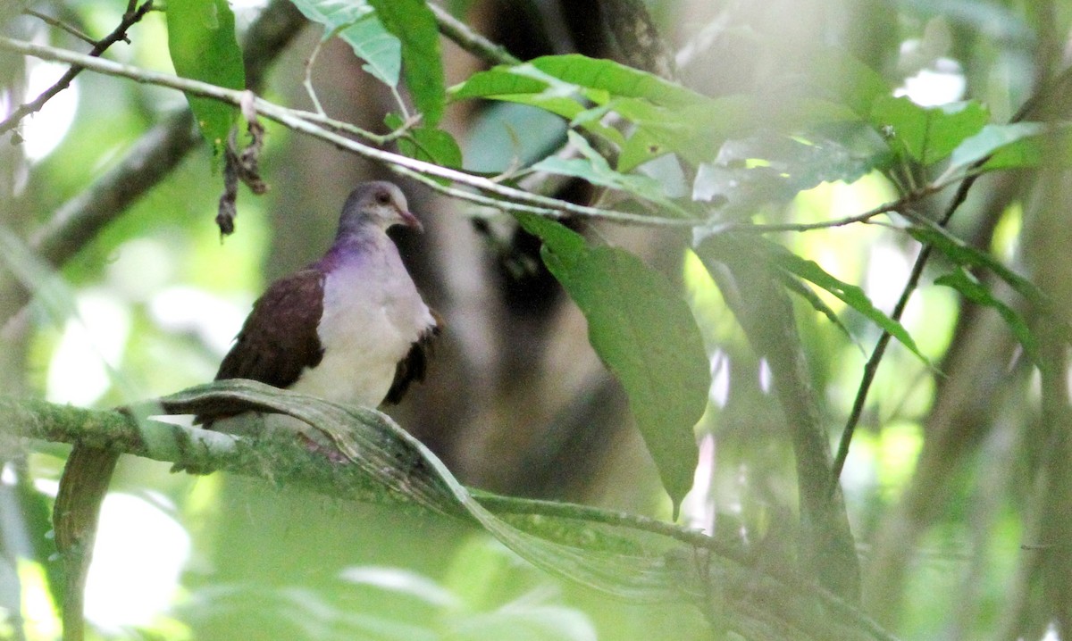 Colombe à nuque violette - ML34044611