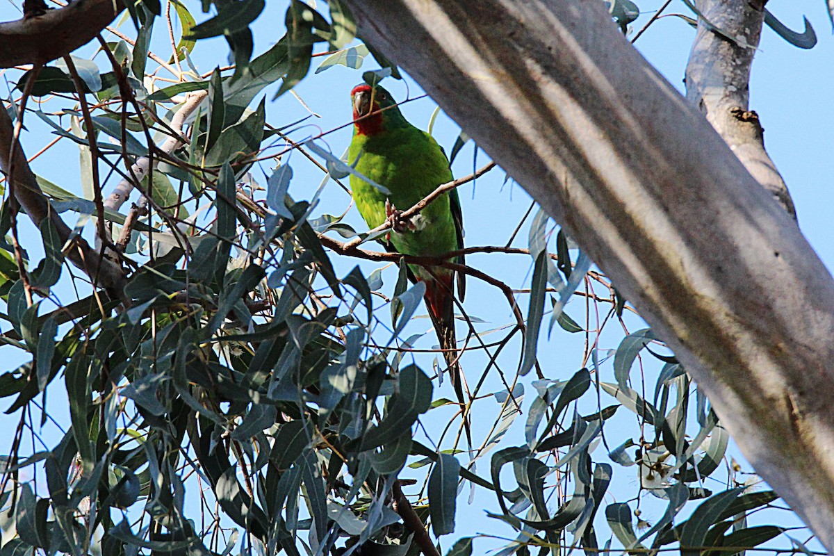 Swift Parrot - ML340450381