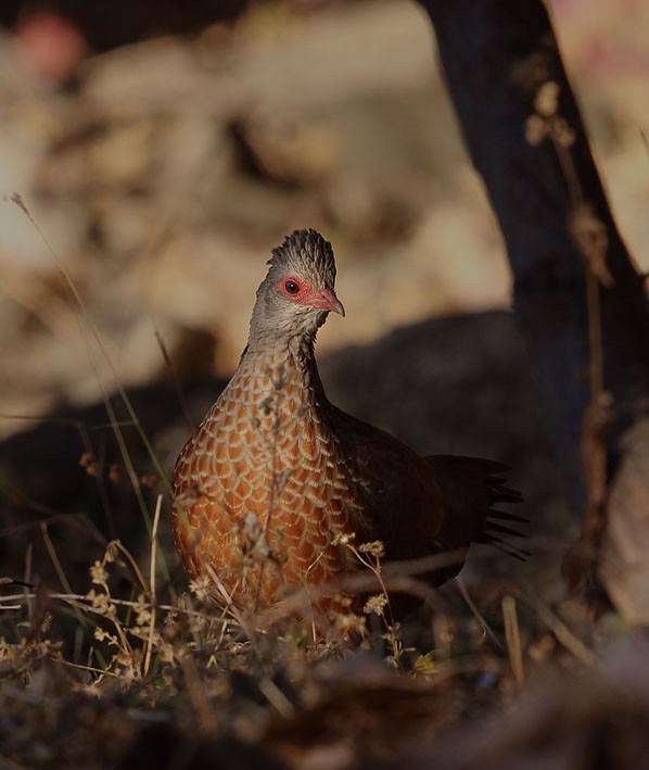 Red Spurfowl - ML340450871
