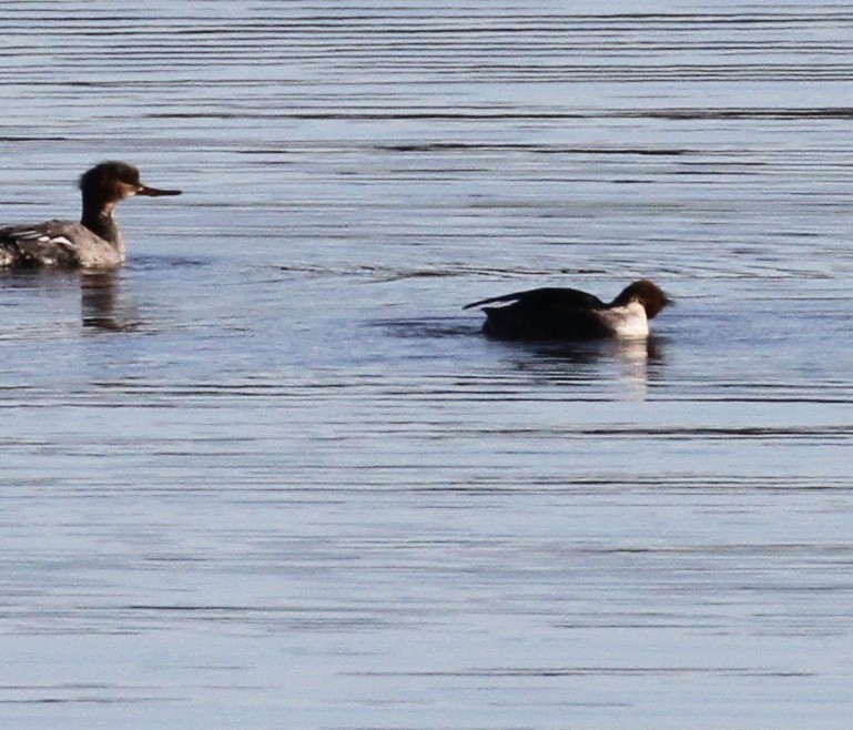 Red-breasted Merganser - ML340450971