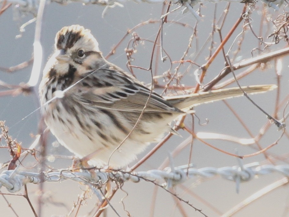 Song Sparrow - ML340451331