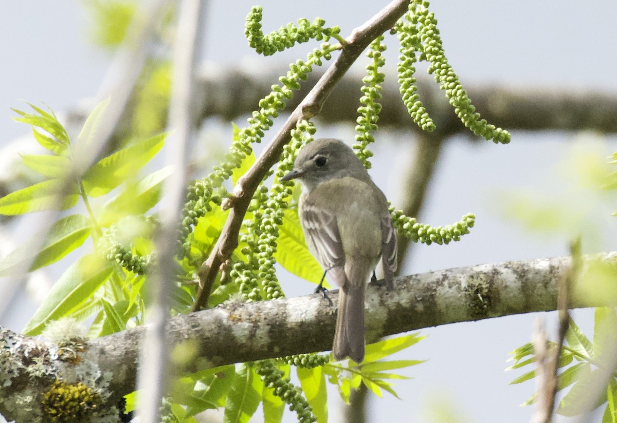 Gray Flycatcher - ML340452521