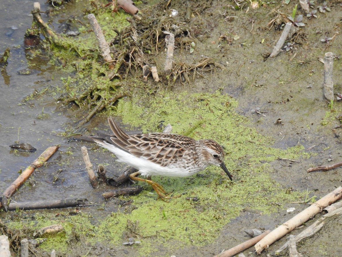 Least Sandpiper - ML340453351