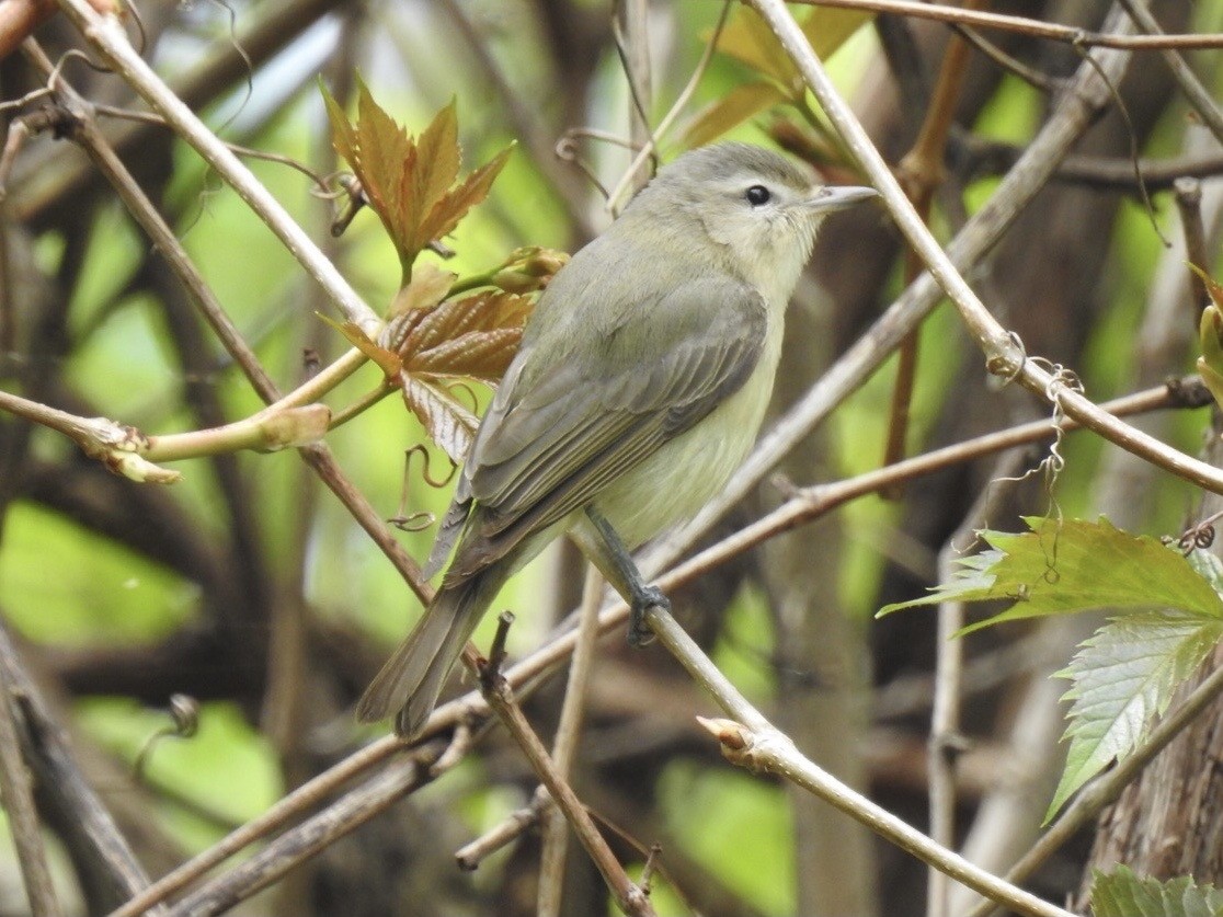 Warbling Vireo - ML340456531