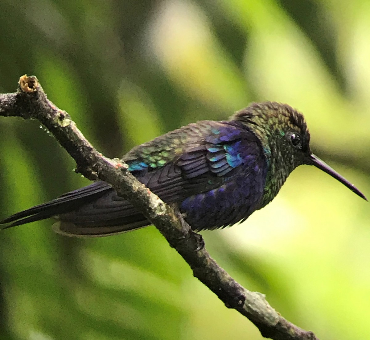 Crowned Woodnymph - ML340456541