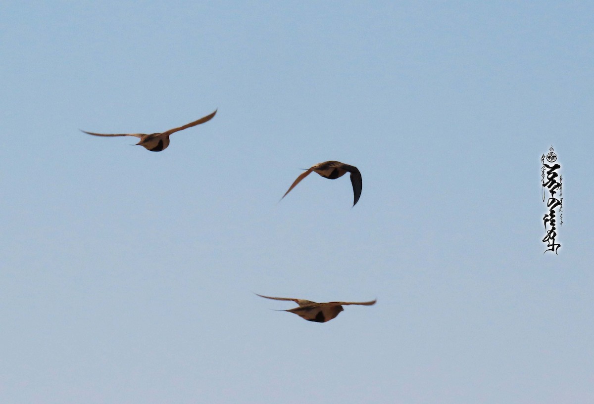 Pallas's Sandgrouse - ML340456991