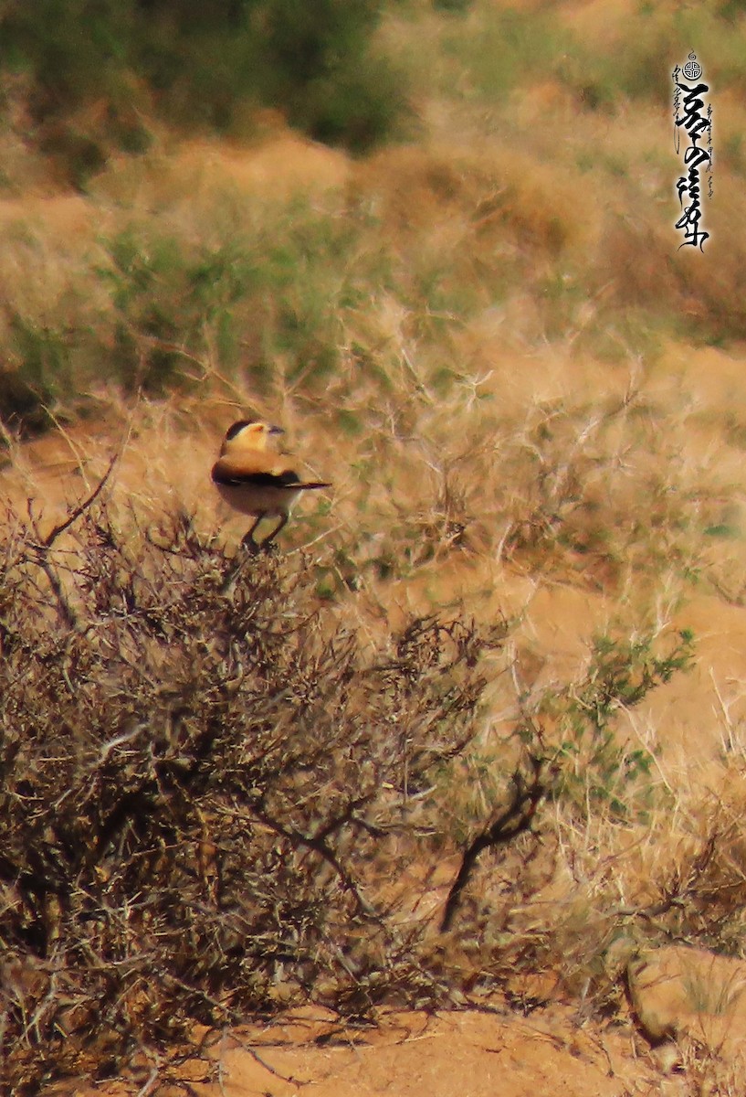 Mongolian Ground-Jay - ML340457031