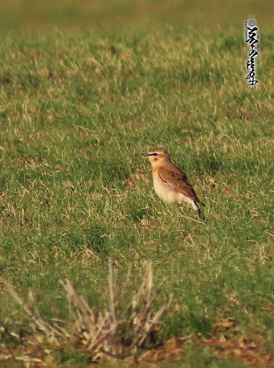 Northern Wheatear - ML340457211