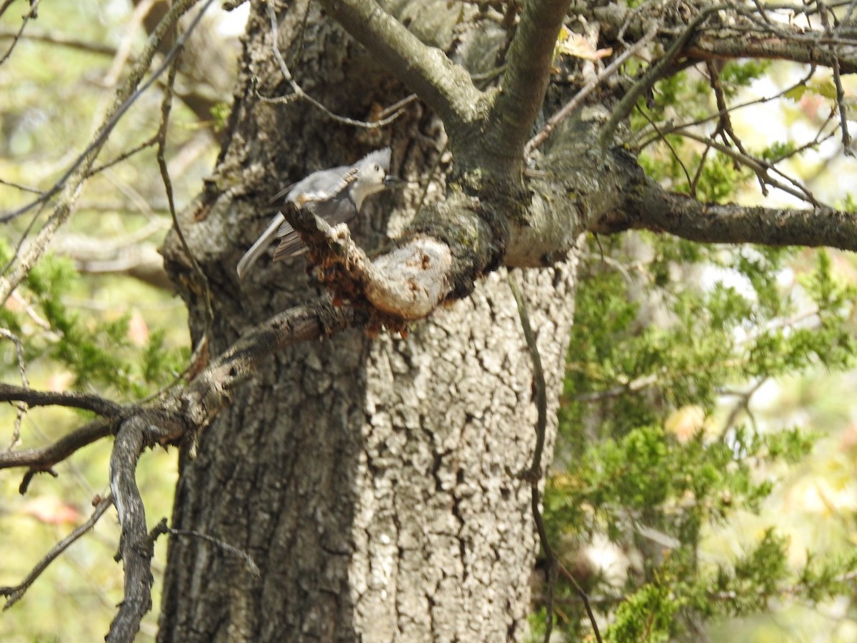Tufted Titmouse - ML340457521