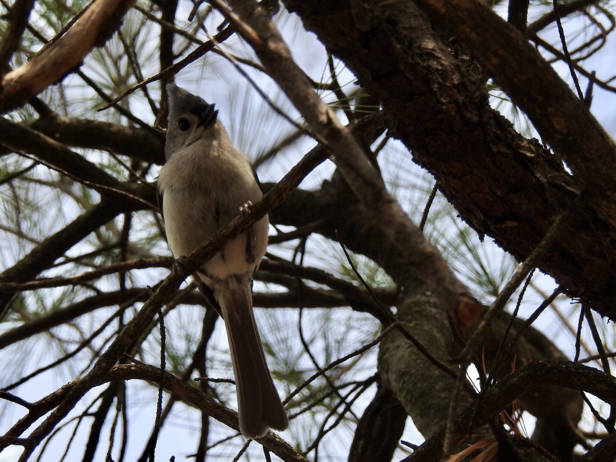 Tufted Titmouse - ML340457531
