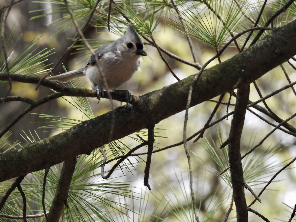 Tufted Titmouse - ML340457541