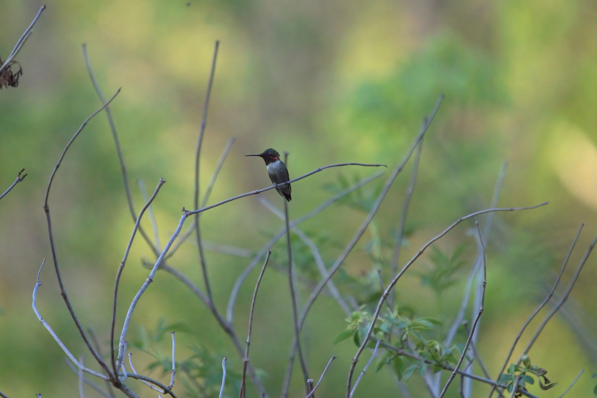 Ruby-throated Hummingbird - ML340461511