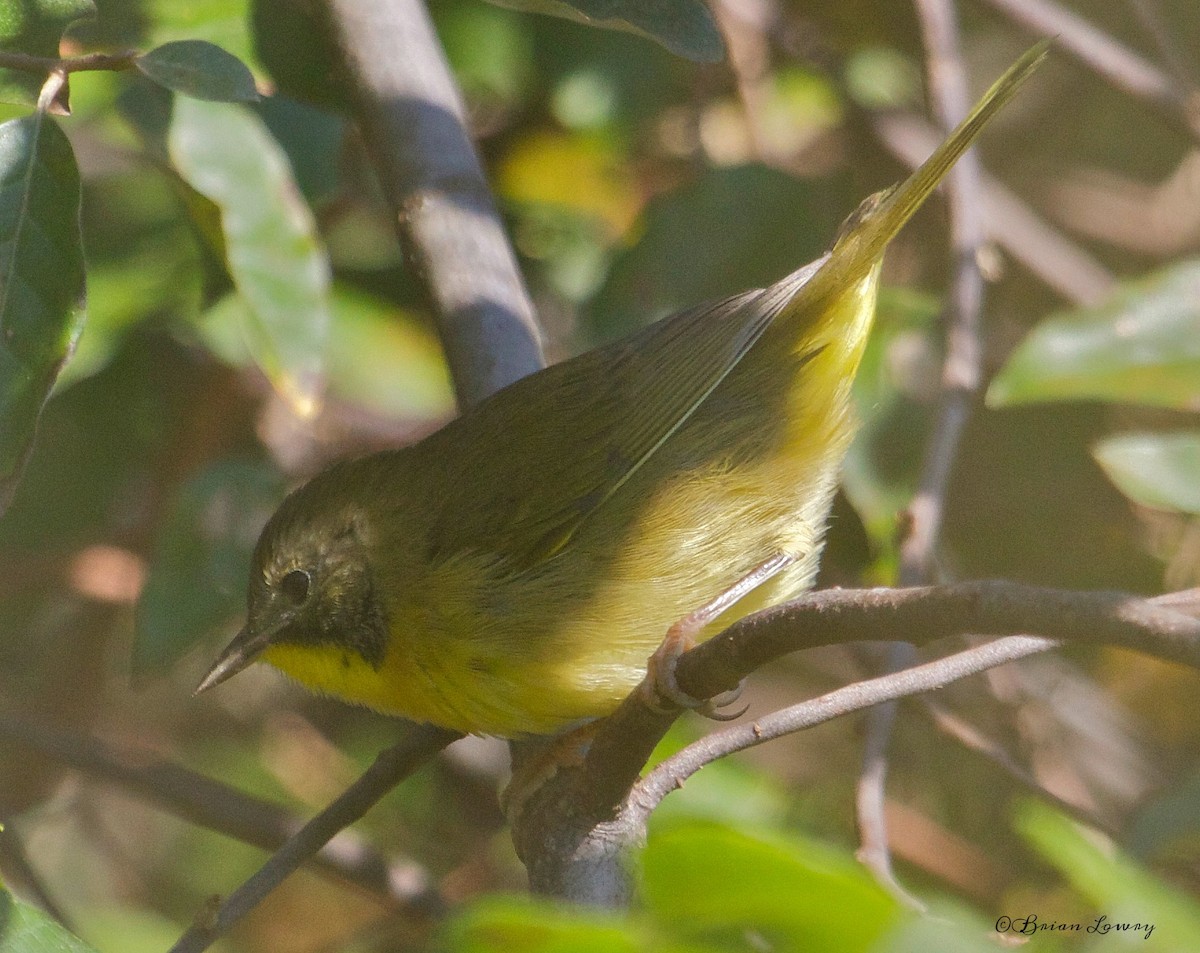 Common Yellowthroat - ML34046201