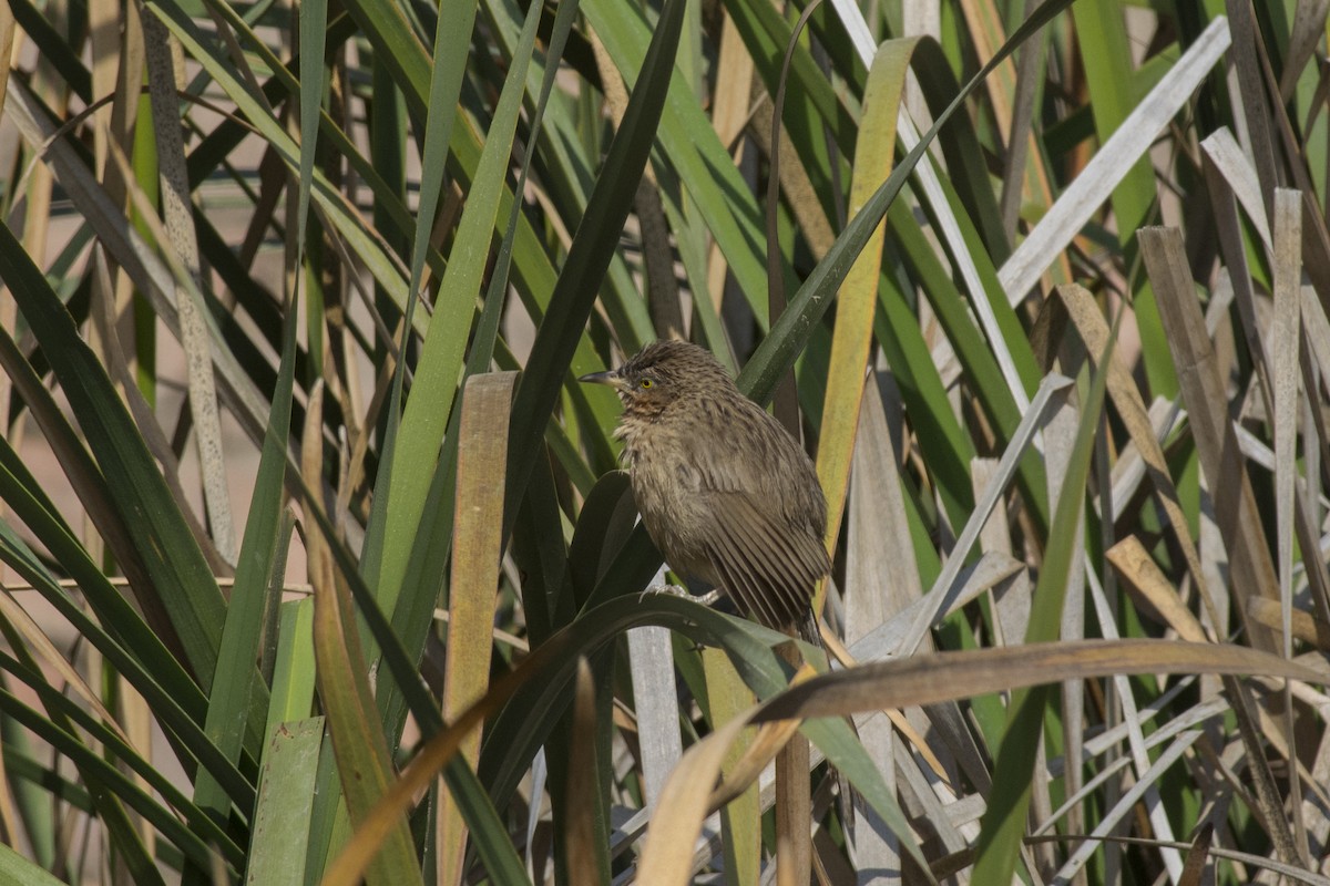 Striated Babbler - ML340462871