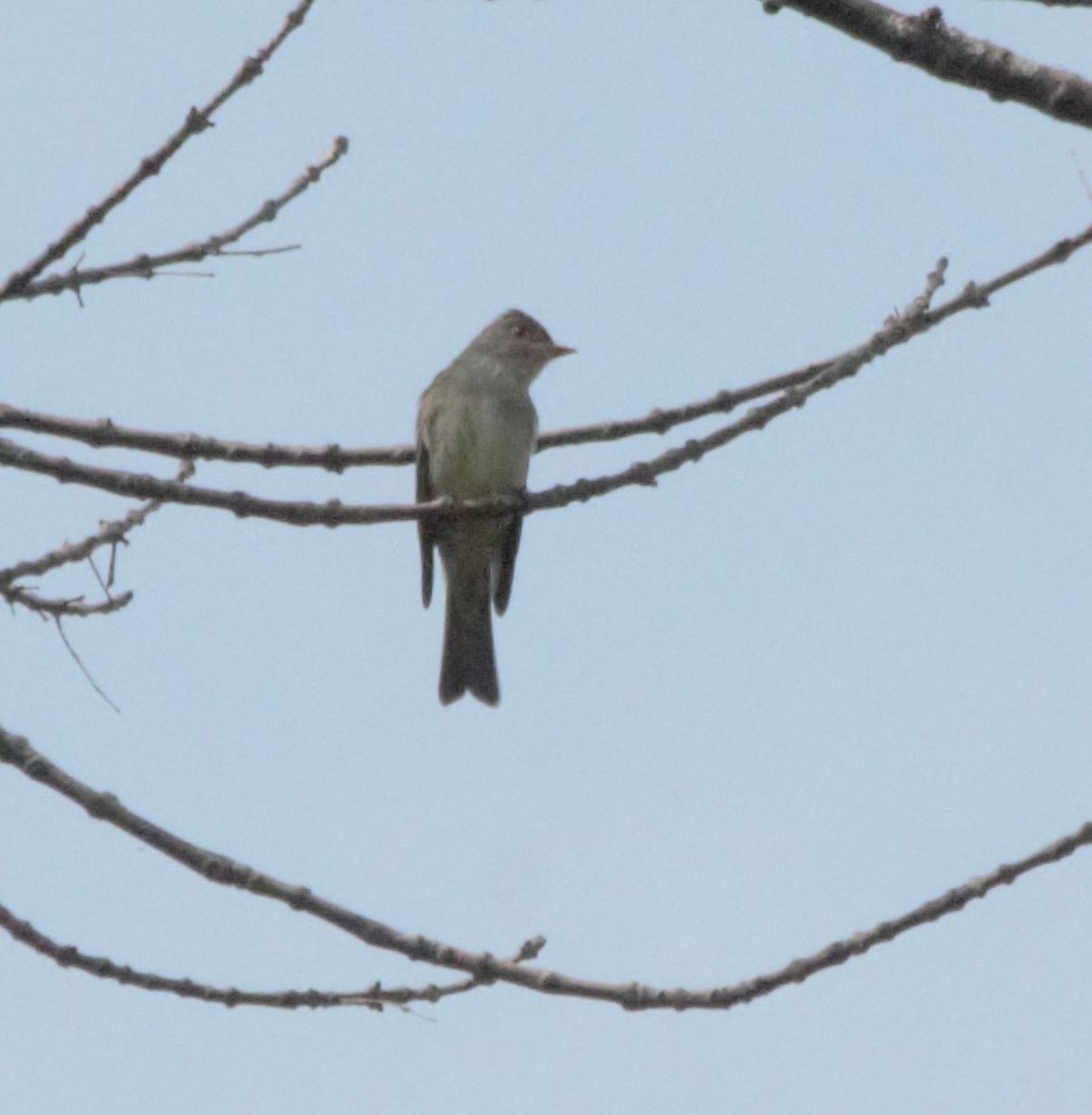 Eastern Wood-Pewee - ML340463751