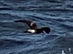 Leach's Storm-Petrel - ML340465091