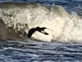 Leach's Storm-Petrel - ML340465101