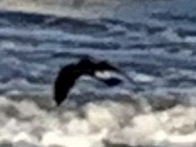 Leach's Storm-Petrel - ML340465111