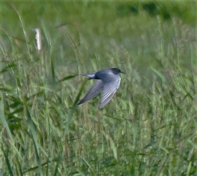 Хилэн хараалай - ML340465151