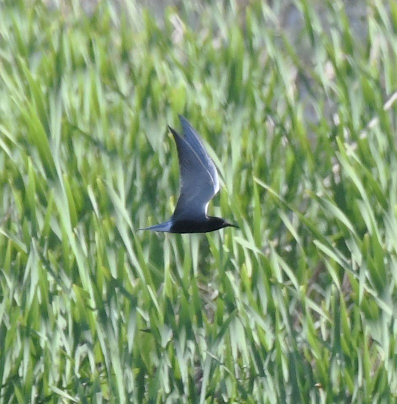 Хилэн хараалай - ML340465171