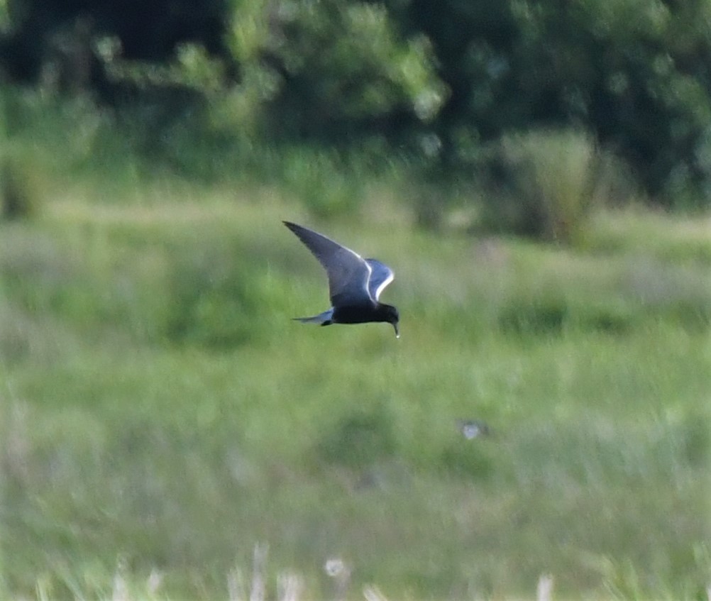 Хилэн хараалай - ML340465241