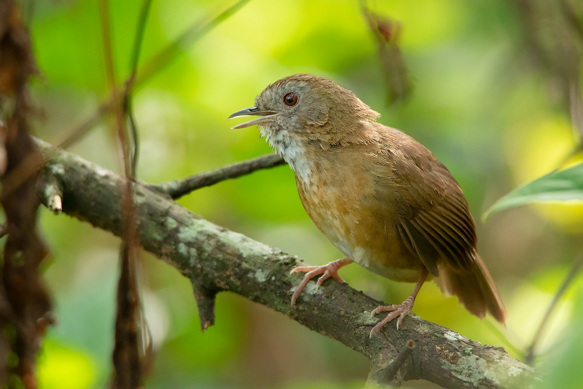 Spot-throated Babbler - ML340465621