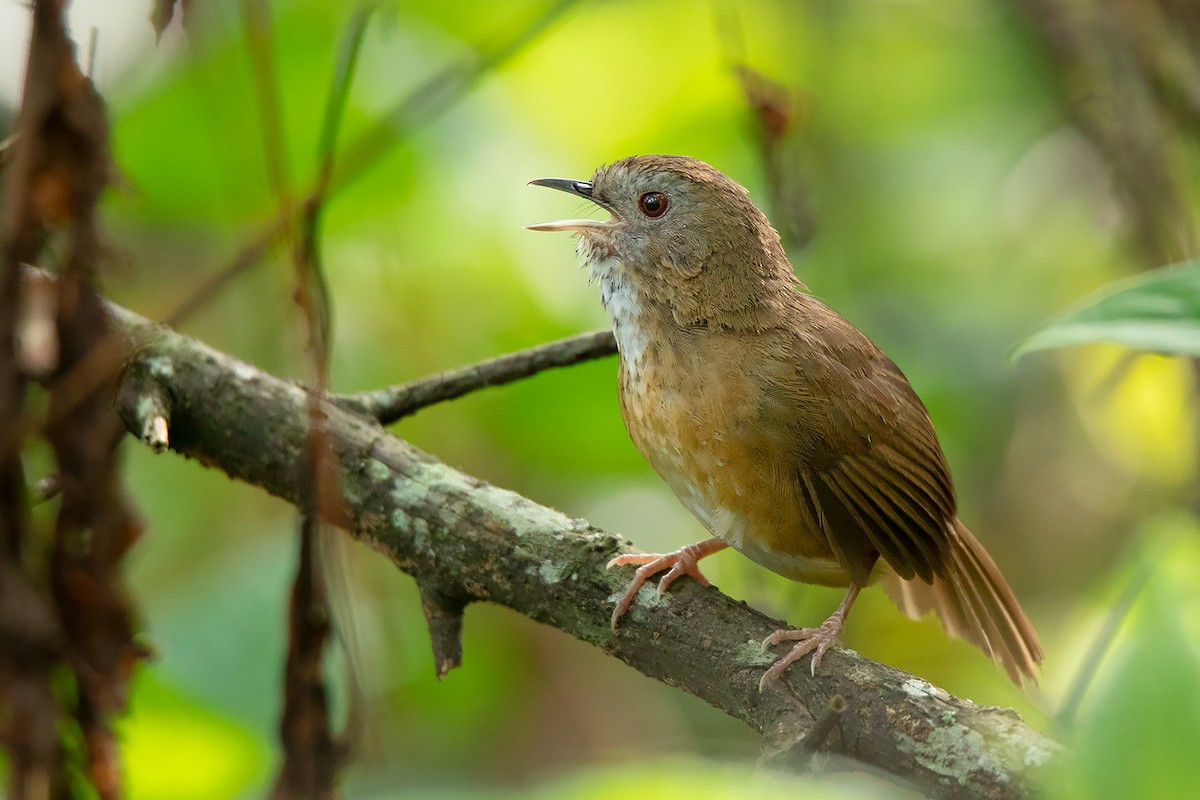 Spot-throated Babbler - Ayuwat Jearwattanakanok